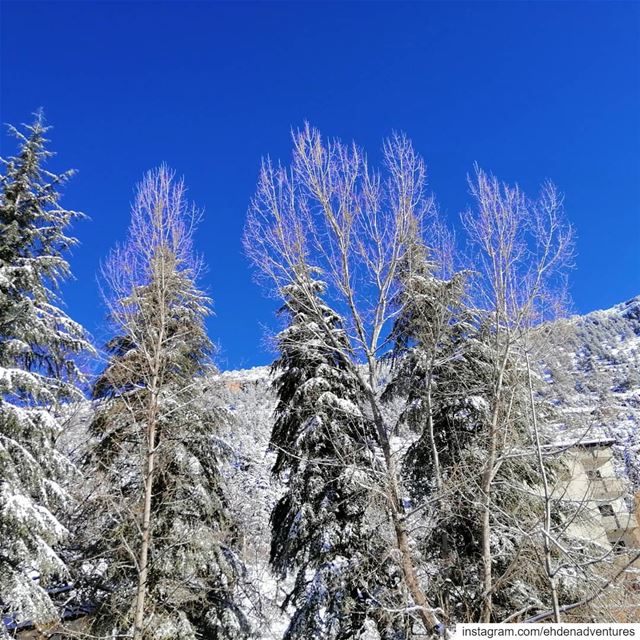  ehden  lebanon  snow  march ... (Ehden, Lebanon)