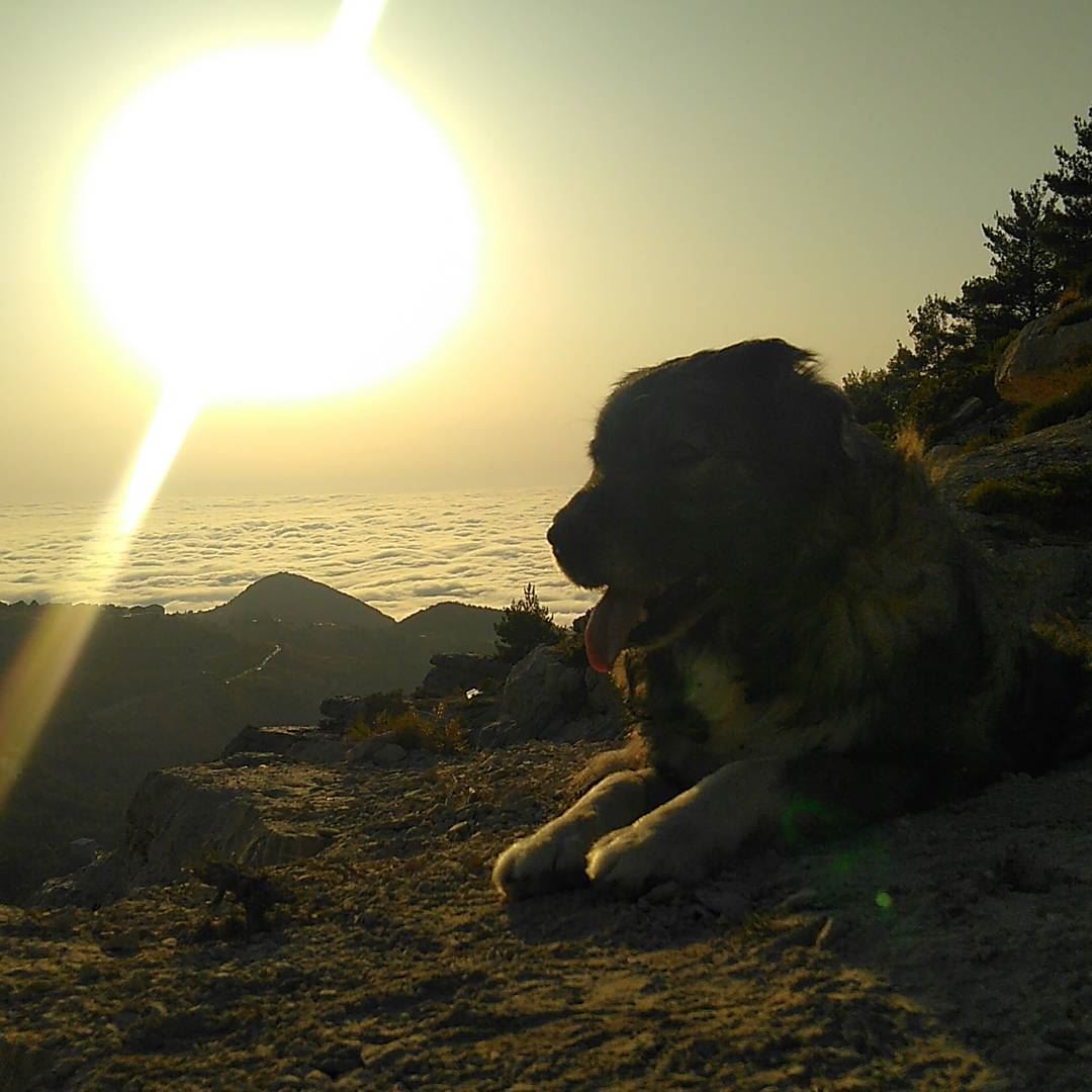 Ehden  madeinehden  liveloveehden  dog  bogger  mikesportlb  sunset ... (Ehden Adventures)