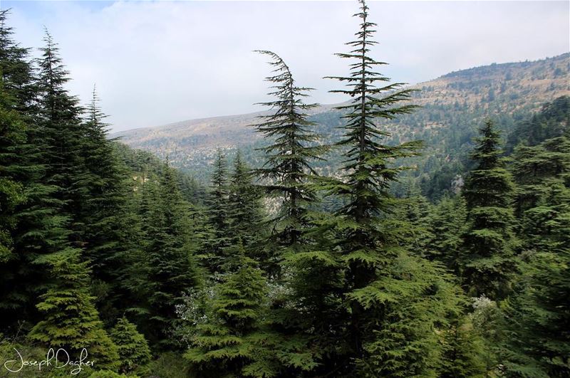 🌲Ehden Natural Reserve... (Horsh Ehden)
