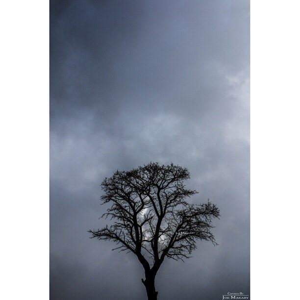  ehden  tree  fog  clouds  sillouette  minimalism  blackandwhitephoto ...