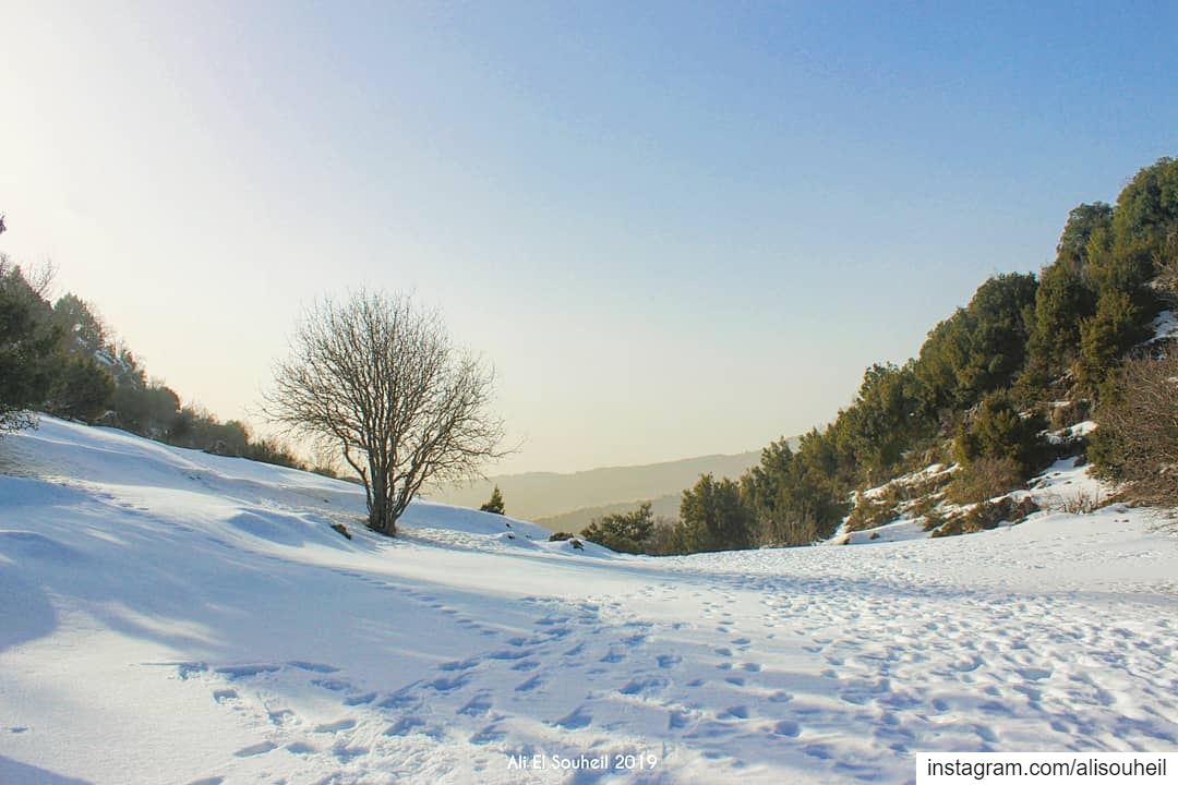  EHMEJ  snowshoeing  snow  tree  shadows  mountlebanon  winter  sky ... (Ehmej, Mont-Liban, Lebanon)