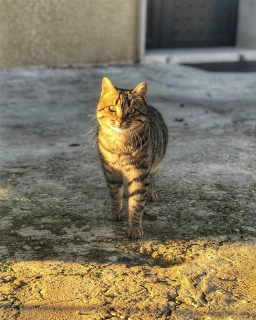 🐾🐾 ... (El-Kour, Liban-Nord, Lebanon)