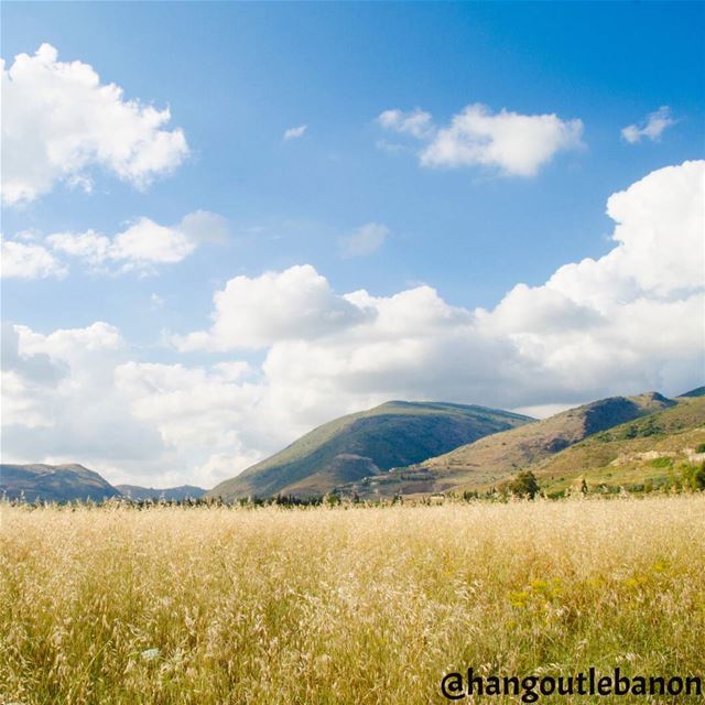 El maydani wheat field  southlebanon ♥----------------------... (Al Maydani)