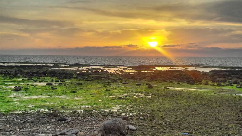 El Mina vermetids are blossoming....cse it's SPRING 🌅 Dreamy  Spring   ط (Corniche El Mina Tripoli)