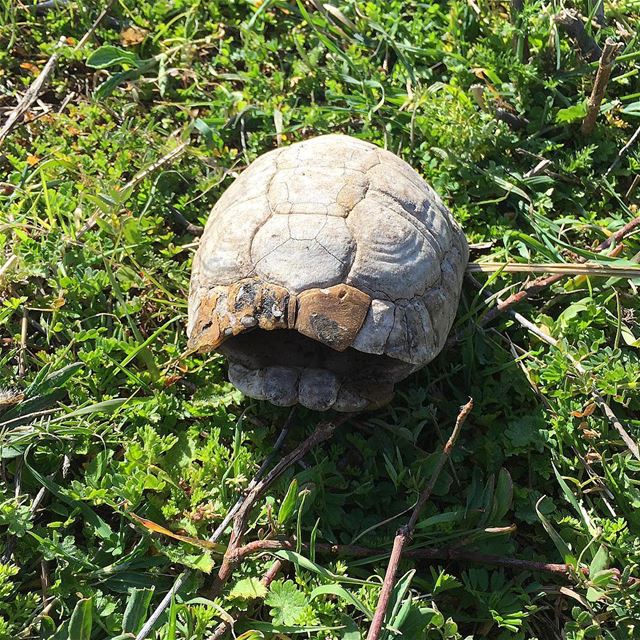 Elle a fugué avec le lièvre 🐢🐢🐢🐰🐰 livelovelebanon  whatsuplebanon ...