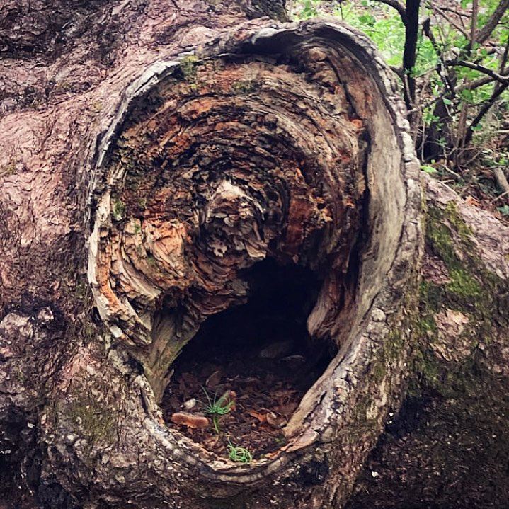 ~..Embrace Life..~🐛 Baby Cedars in a tree trunk🌲🇱🇧 treetrunk  tree ...