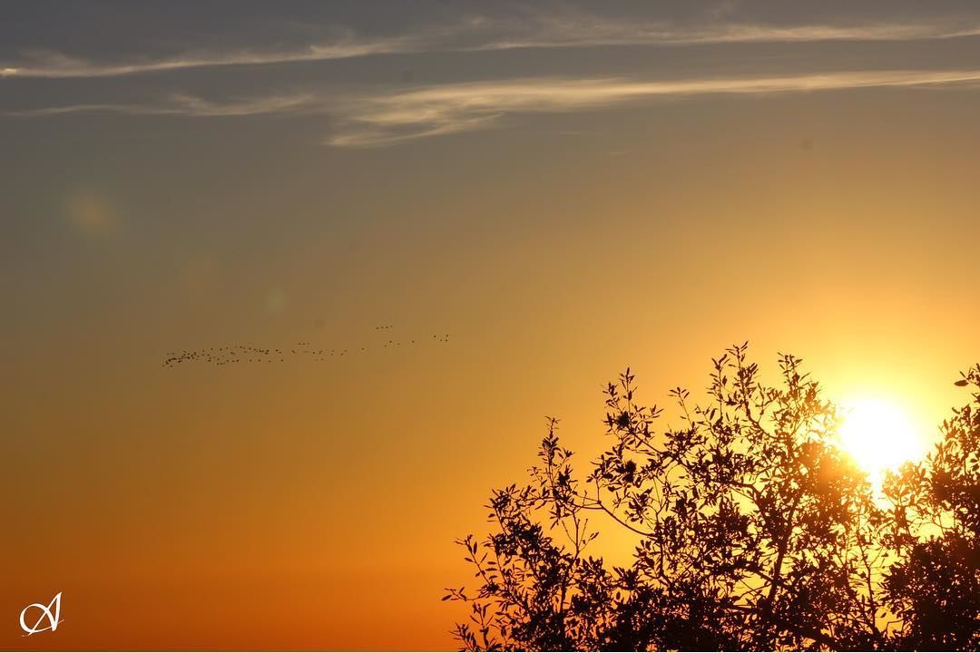 Emigrant birds with sunset emigrant  birds  sunset  sky  clouds  tree ... (Jezzîne, Al Janub, Lebanon)