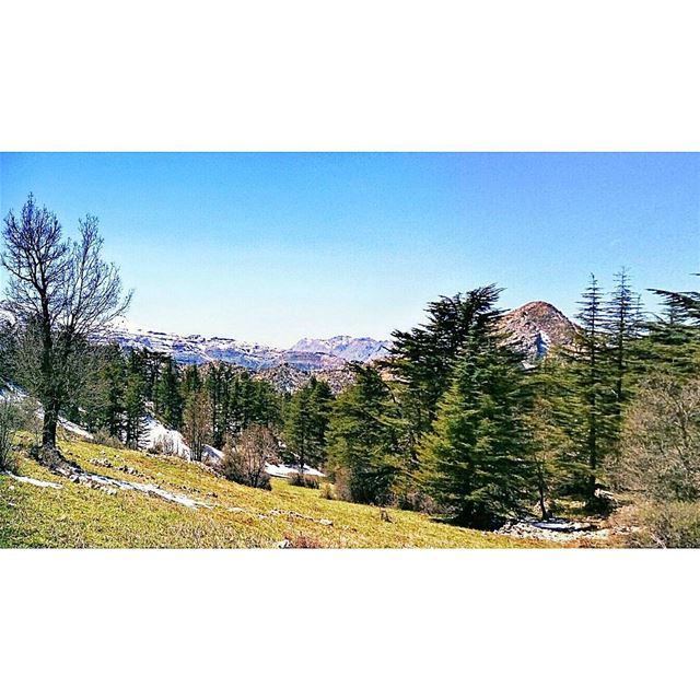 Enchanted cedar's forest. tannourinereserve  tannourine  landscape ... (Arz Tannourine)