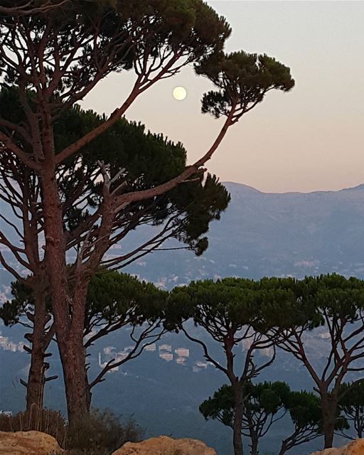  end  of  a  day  luna  moon  moonlight  pine  trees  woods  forest ... (Deïr El Harf, Mont-Liban, Lebanon)