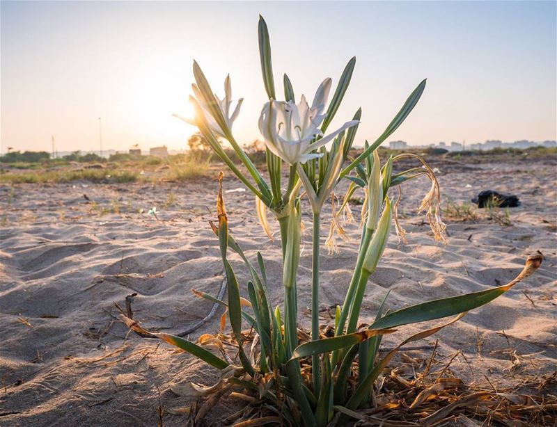 Endemic plants of Sour  lebanon  vsco ... (Tyre, Lebanon)
