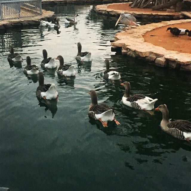 Ending our Zoo tour... so are they! beautifuldestinations  instatraveling... (Riyadh Zoo)