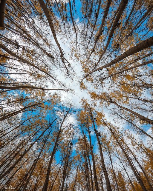 Endless beauty 🍂🍁..... landscape landscapephotography photographer... (West Bekaa)