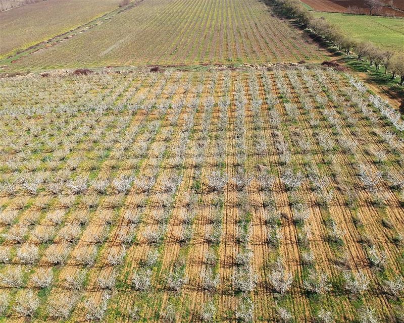 Endless fields of cotton candy cherry trees ammiq  bekaa  lebanon... (`Ammiq, Béqaa, Lebanon)