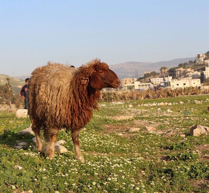  enjoying  springtime  greenfield  greenpeace  lebanon  lebanontimes ...