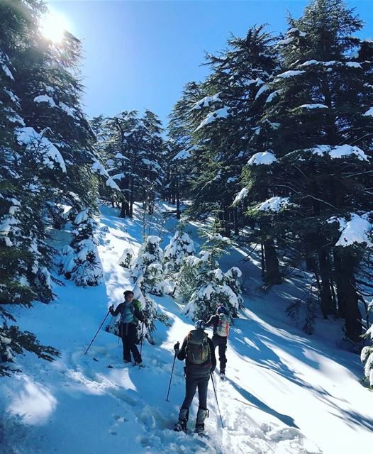 Enjoying the Cedars reserve  backcountryskiing  barouk.. lebanon ... (Shouf Biosphere Reserve)