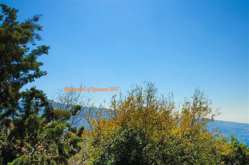 Enjoying the February sun and blue sky! and the crazy oak tree with it's... (Balloûné, Mont-Liban, Lebanon)