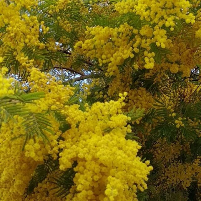 Enjoying the mimosa bushes daily since their blossoms are soon gone with... (Deïr El Qamar, Mont-Liban, Lebanon)