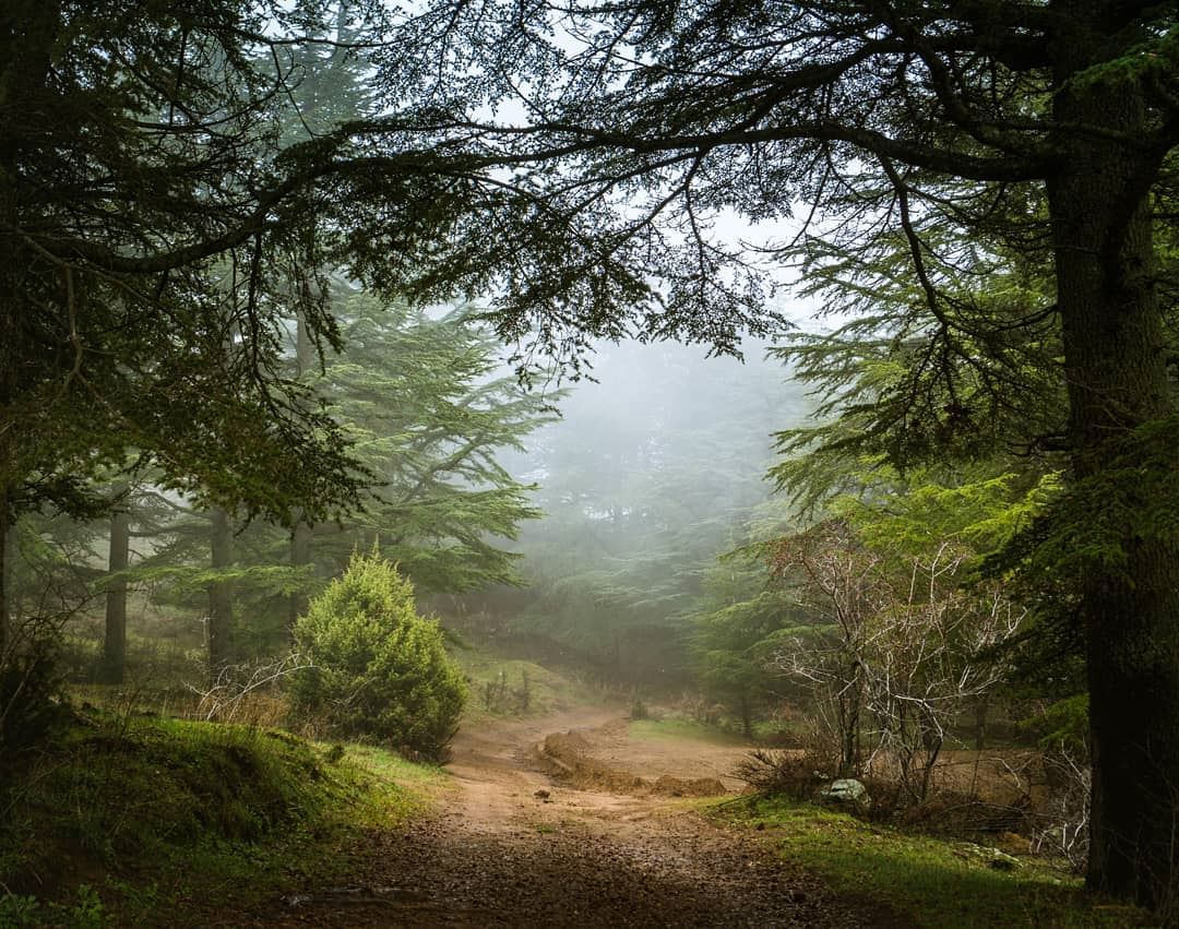 Entering the cedar forest of Hadath El Jebbeh ... (Hadath El-Jubbah, Liban-Nord, Lebanon)