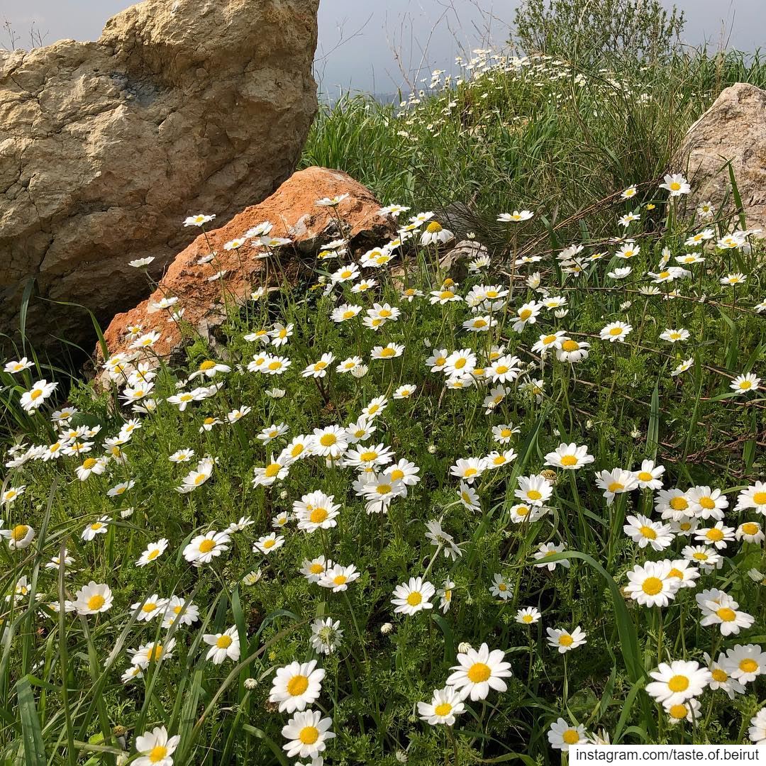 Enthralled with these wild daisies lining-up the mountain roads. ... (Deïr El Qamar, Mont-Liban, Lebanon)