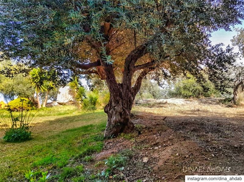 Entre la vie et la vie...______________ lebanon  lebanon_hdr  sunlight ... (USJ Campus Liban Nord)