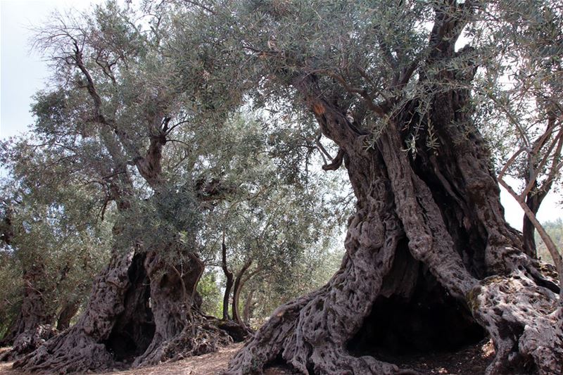 Ents, the trees that walk & talk in Lord of the Rings or extremely old...