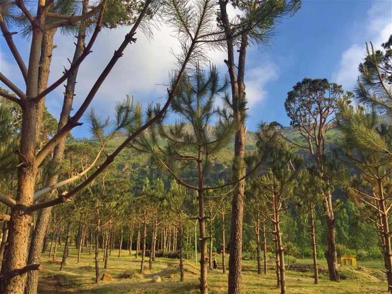 Escape🍃 december  forest  trees  escaping  with  a ... (Chbânîyé, Mont-Liban, Lebanon)