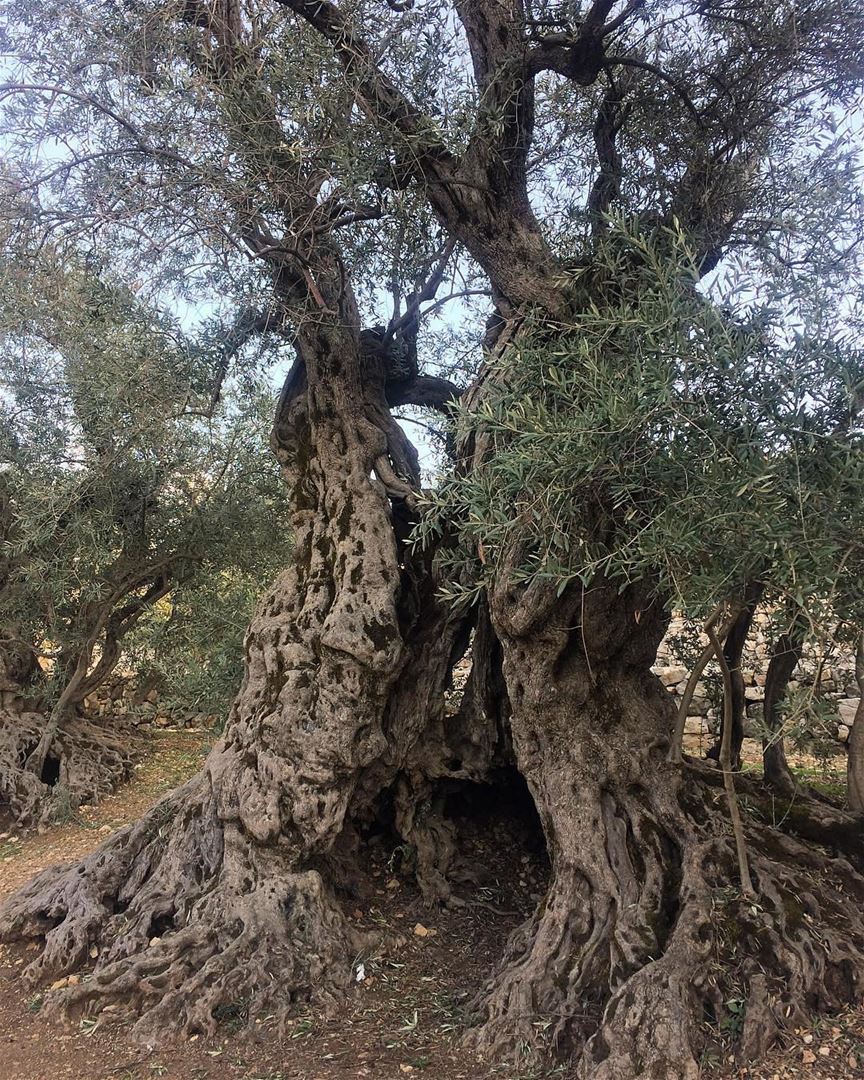 Esta é o oliveira mais antiga do mundo, com inacreditáveis 6 mil anos de... (Bchaalé, Liban-Nord, Lebanon)