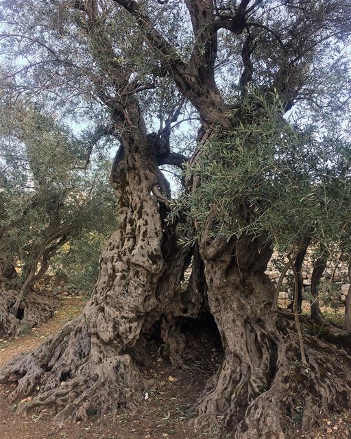 Esta é o oliveira mais antiga do mundo, com inacreditáveis 6 mil anos de... (Bchaalé, Liban-Nord, Lebanon)