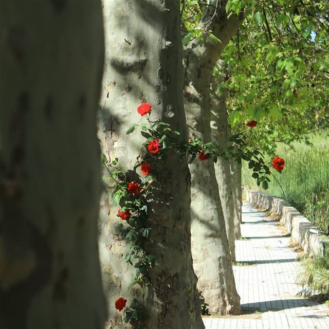 Et mon amie ~la rose~ 🌹قالت الشجرة 🌳❤ ... lebanon  sawfar  larose  ... (Cornish Sawfar)