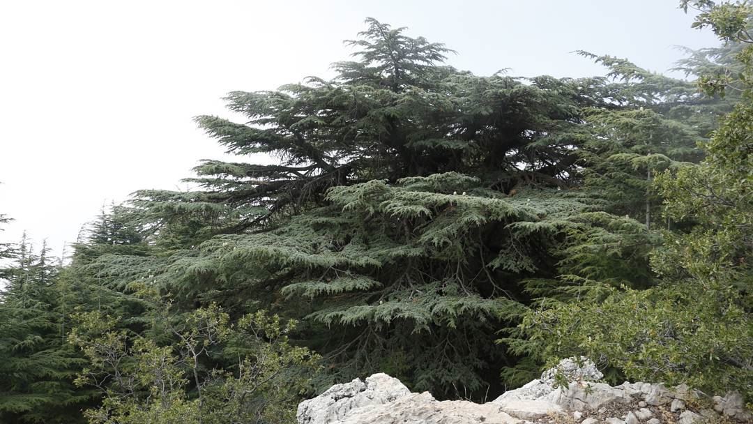 Eternal Cedar... cedar  tree  nature  barouk  shouf  biosphere  reserve ... (Arz el Bâroûk)