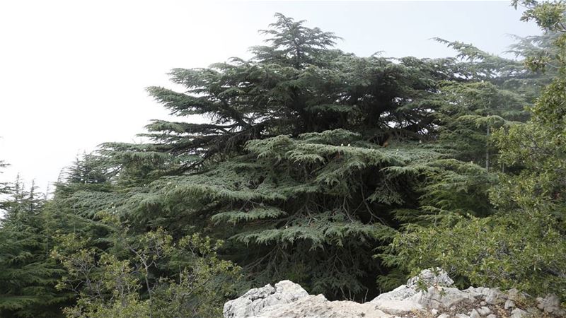 Eternal Cedar... cedar  tree  nature  barouk  shouf  biosphere  reserve ... (Arz el Bâroûk)