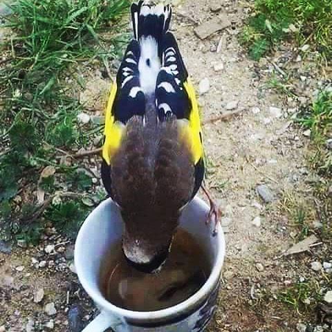 " Even A GoldFinch Bird Addicted To Coffe Hehehe 🐦☕️🐦 " whatsuplebanon...