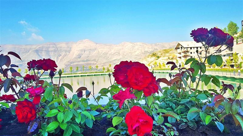 Even a Red rose has a black shadow. PS: I adore red ... (Zaarour Club)