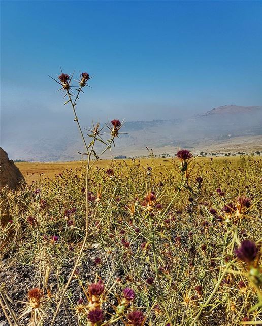 Even a thorn bush can be beautiful if you have the right perspective ... (Mount Sannine)