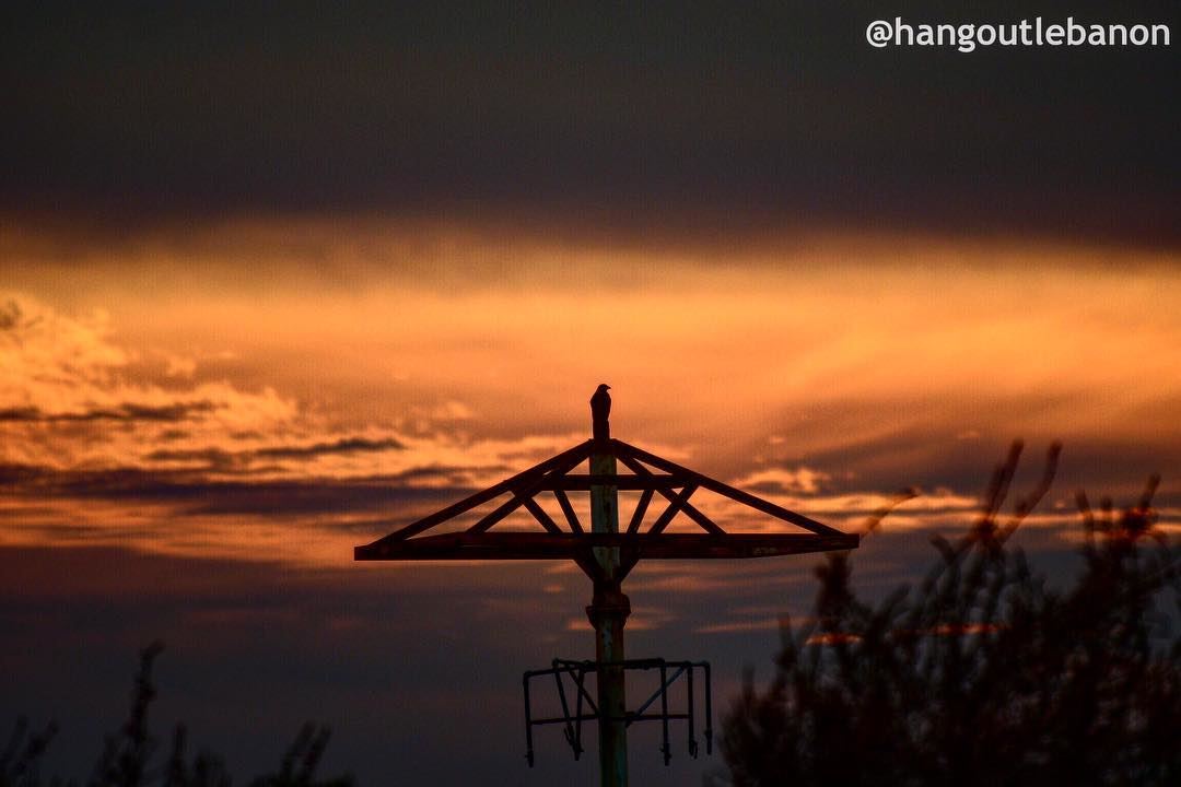 Even birds enjoy  sunsets- hangoutlebanon  lebanonpocketguide ... (Tyre, Lebanon)