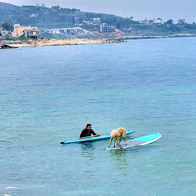 Even dog cn do surfing 🐕🐕🏄😂😂  doglovers surfing sea spring ilovedog...