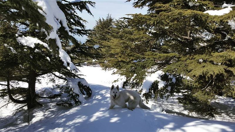 Even dogs get to exercise outdoors on Sundays  snowshoeing  cedars ...