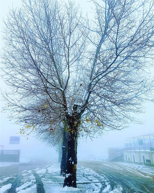 Even naked trees can look good with a light coat of snow ❄ early  snow ... (Mzaar Kfardebian)
