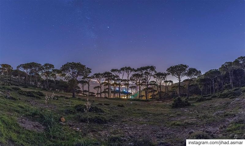 Even Pine trees are stargazing!!!🤓🤓... (Marj Biskinta, Mont-Liban, Lebanon)