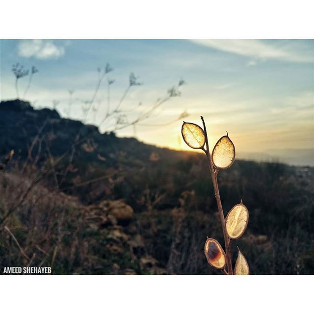 "Even the sun directs our gaze away from itself and to the life illumined... (Er-Rejmah, Mont-Liban, Lebanon)