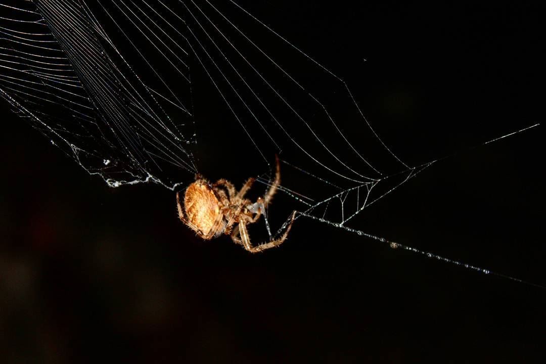 Ever seen a spider eating its own web?!! Voila!__________________________...