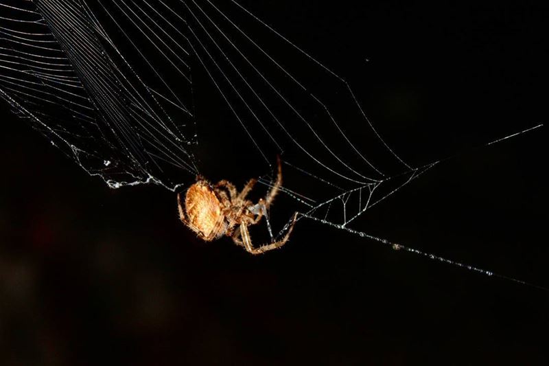 Ever seen a spider eating its own web?!! Voila!__________________________...