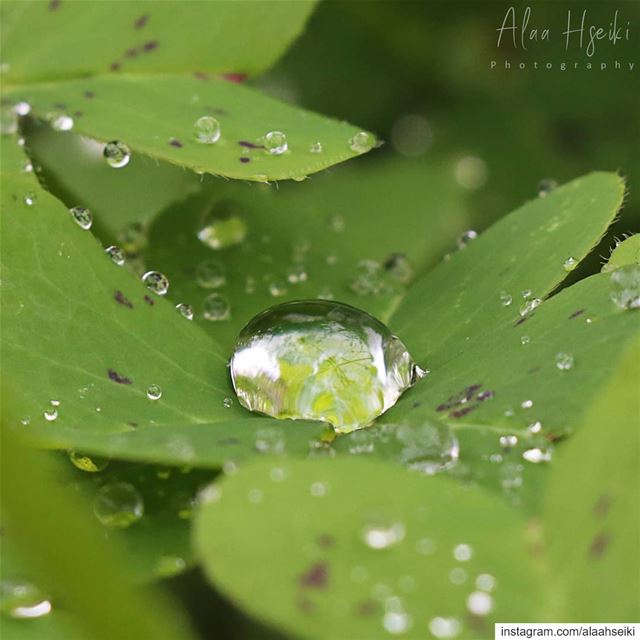 Every Drop Counts 💧... Hseiki  Lebanon  beirut  waterdrops  macro ... (Baïssoûr, Mont-Liban, Lebanon)