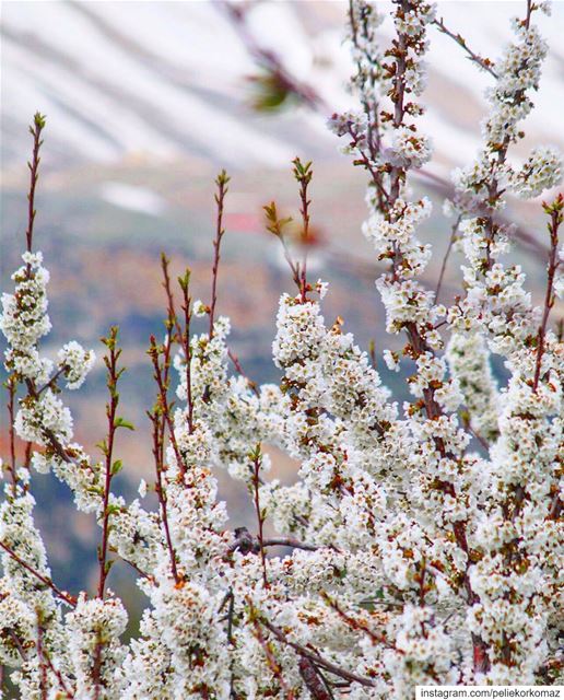 “Every flower is a soul blossoming in... (Bekaa Kafra)
