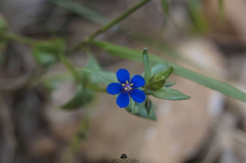 Every flower is a soul blossoming in nature.• • •  chouf  shoufreserve ...