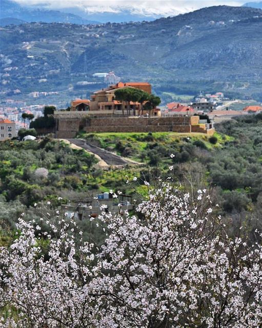 Every flower is a soul blossoming in nature - Gerard de Nerval ... (Amioûn, Liban-Nord, Lebanon)