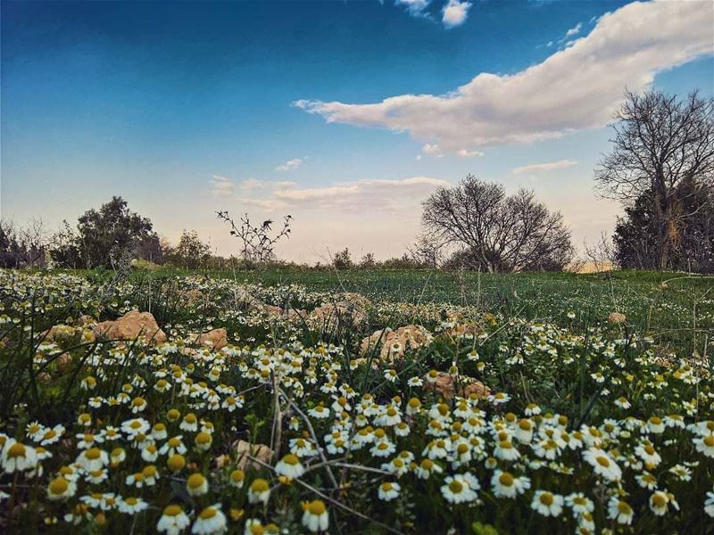 Every flower is a soul blossoming in nature ...happy sunday!Photo taken... (El Hermel, Béqaa, Lebanon)