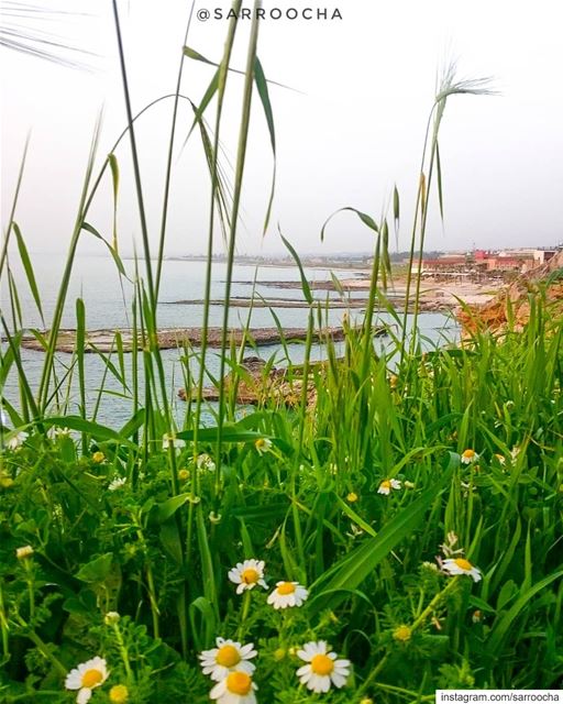 Every flower is a soul blossoming in nature. takenbyme  nakoura ... (Naqoura)