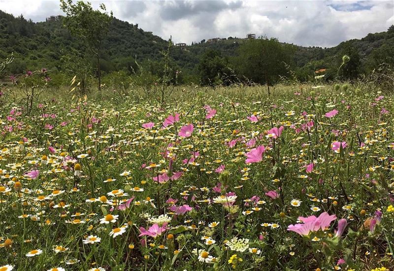 Every flower is a soul 🌷......  lebanonspotlights ... (Jebrâyel, Liban-Nord, Lebanon)