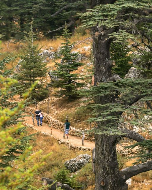 EVERY FOREST HAS A STORY TO TELL..💚🇱🇧=============================🇱🇧... (Cedars of God)